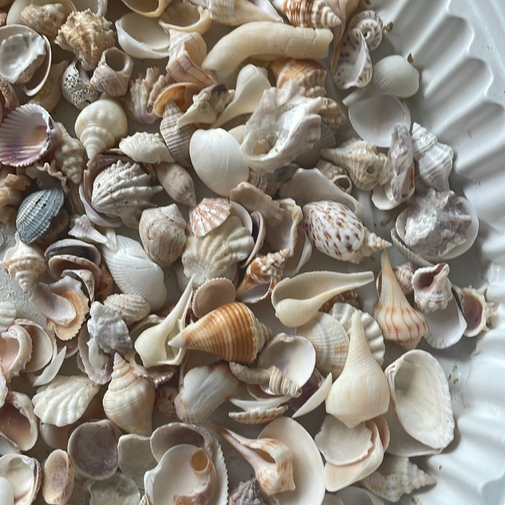 Shells - Picture 3 of 5